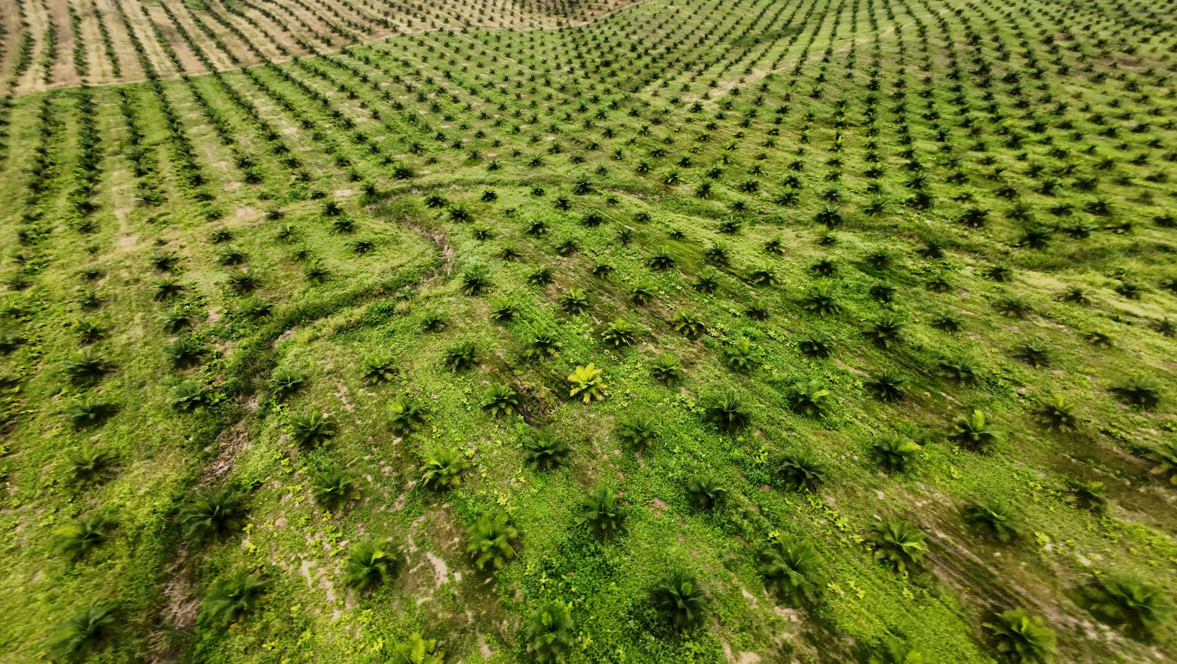 Hacienda El Olimpo