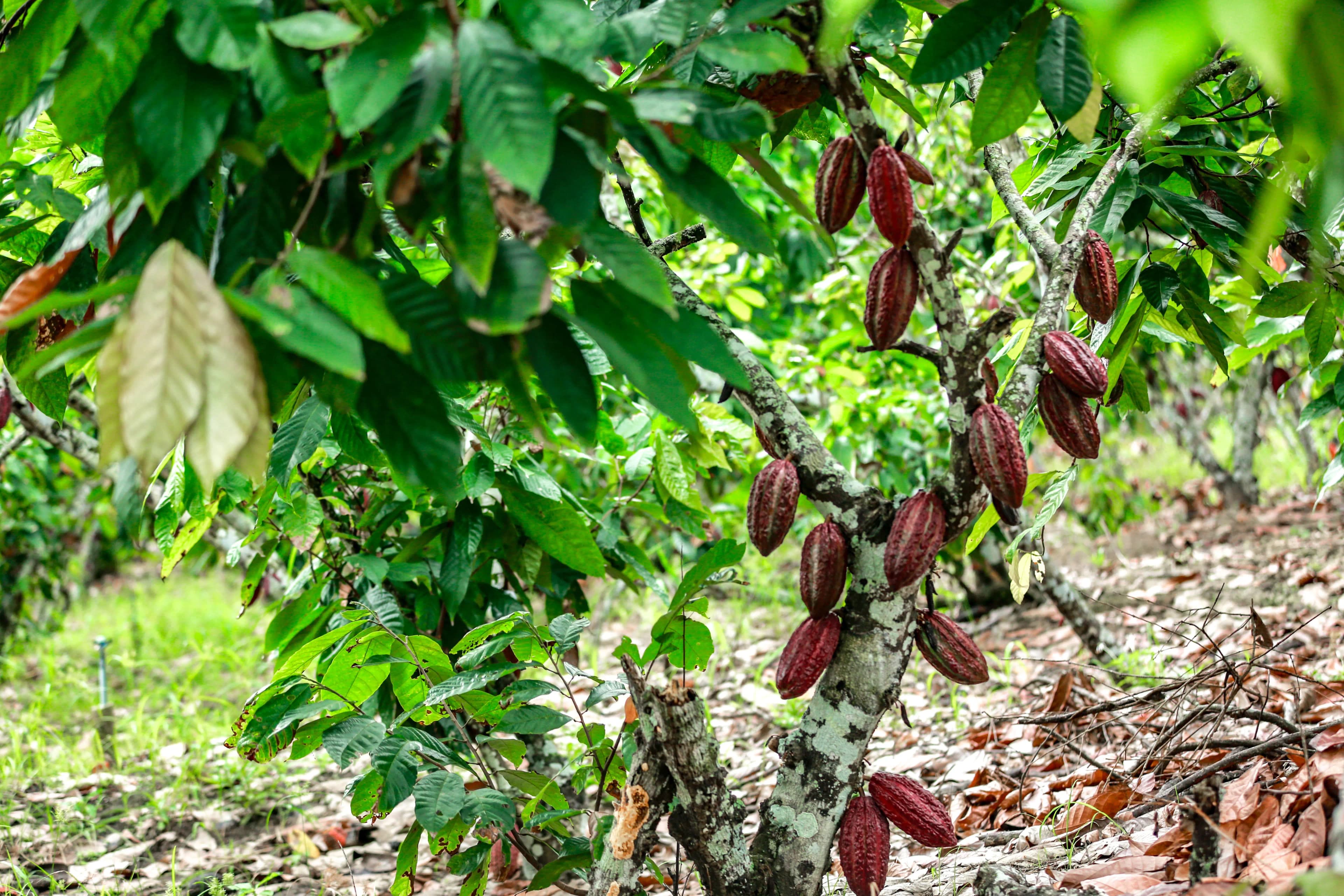 Cacao