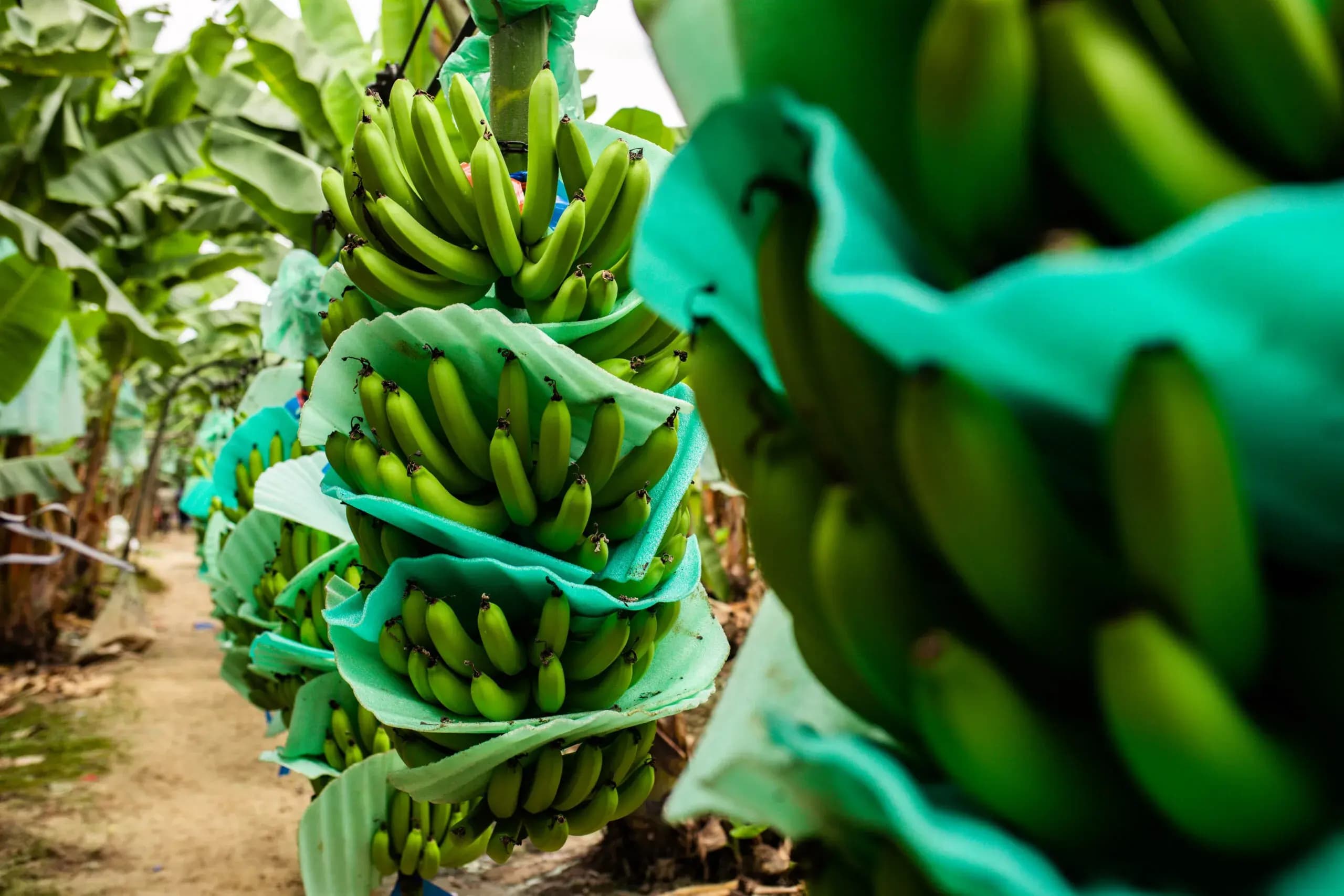 Nutriendo vidas