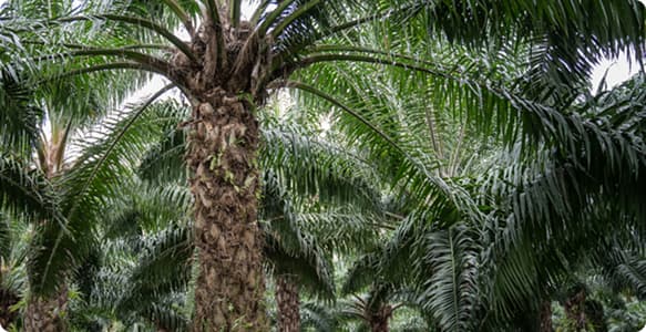 Palma Africana