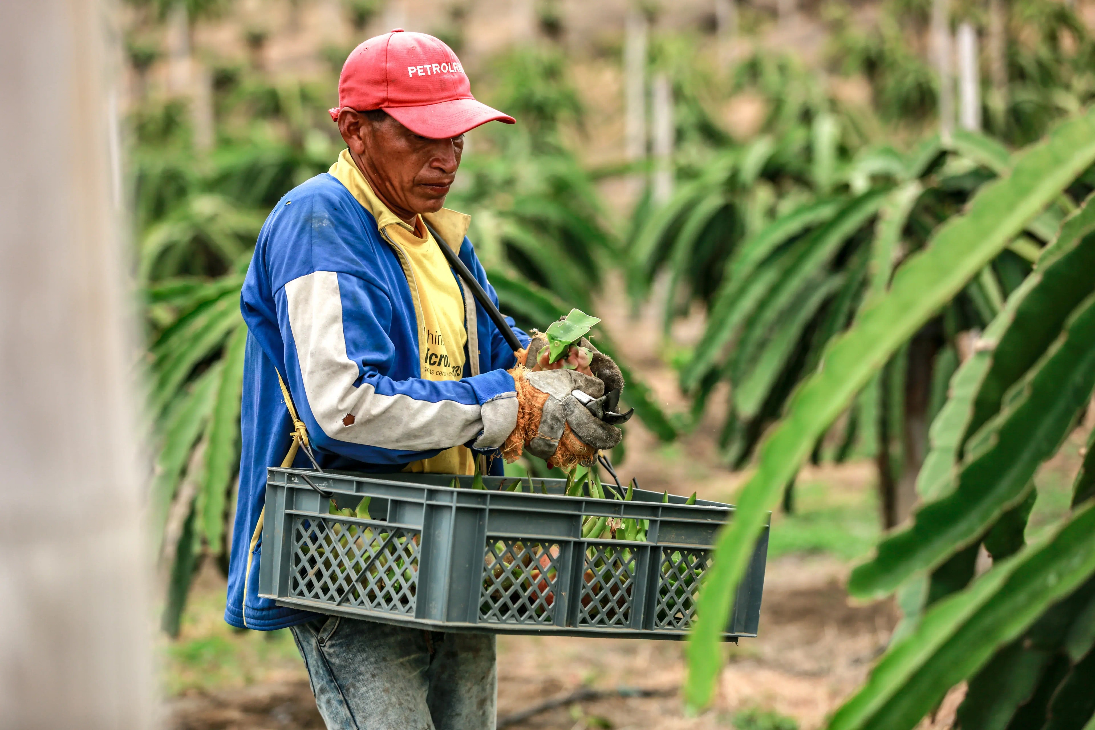 Frutas de Exportación